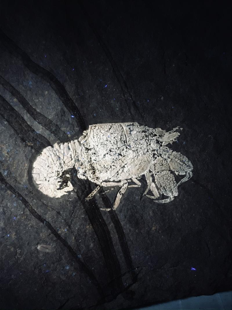 Glyphea squamoso Bild ©